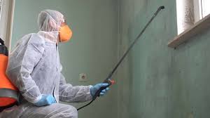 Best Black Mold Removal  in Akron, OH